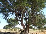 Argane tree, the goat enjoy