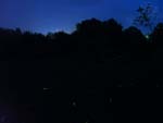 fireflies