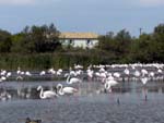Flamingos in Camargue