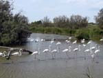 Flamingos in Camargue