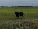 Bull in Camargue
