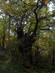 Tree in Fall