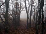 Falterona in the fog