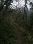 trace in the wood