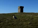 tower and sheep