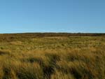 grassland