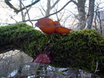 Strange (frozen?) mushroom on a tree, Casentino (Tuscany)