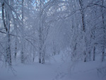 Winter on the Falterona, Tuscany