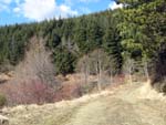 near Consuma