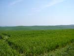 from Siena to Radi