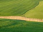 from Siena to Radi