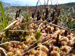 sphagnum bog