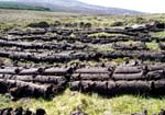 drying turf
