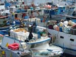 fishing boats, Ponza