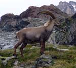 ibex male, Gran Paradiso