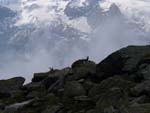 Gran Paradiso