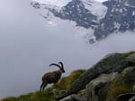 Gran Paradiso