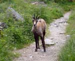 chamois, Gran Paradiso