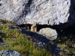 Marmot