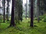 Forest n the Triglav Narodni Park