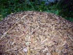 ants