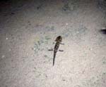 Smooth newt (tritone)
