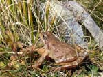frog