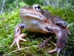 frog