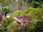 frog