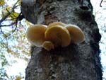 mushrooms