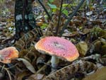 Amanita muscaria