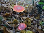 Amanita muscaria