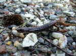 salamander