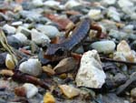 salamander