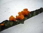 Orange fungi
