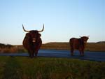 Highland cattle