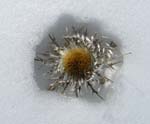sleeping cardoon