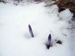 Cyclamen in the snow