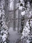 Winter in Falterona