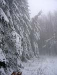 Winter in Falterona
