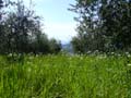 grass and olive trees near Fiesole