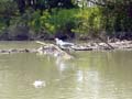 seagulls