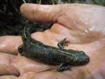 crested newt (triturus cristatus)
