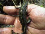 crested newt (triturus cristatus)