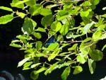 blue dragonfly