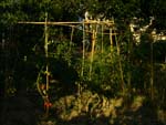 my kitchen garden