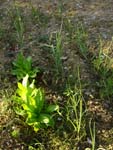 my kitchen garden