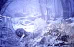 Monte Falterona, Northeastern Tuscany; ice garden, <I>sive</I> where the winter fairies freely fly 