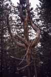Apuane, Northwestern Tuscany; the tree of witches.