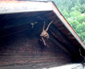 The head of an elemental spirit, Swiss (Valais)